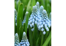 🌸 De ce să iubim florile încă neînflorite? Lecția răbdării și a frumuseții în devenire