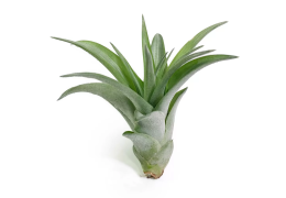 Arta îngrijirii plantelor aeriene